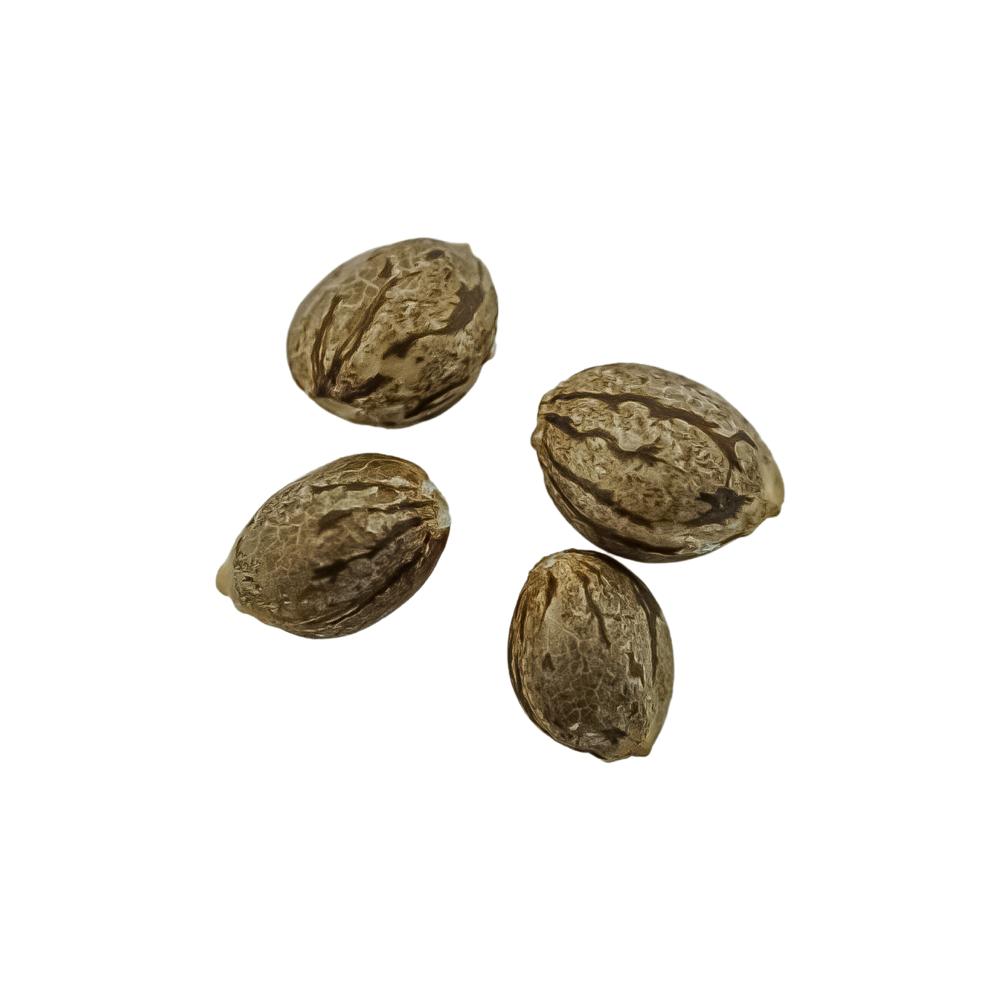 Seeds